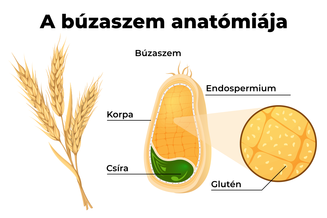 Miben található glutén?