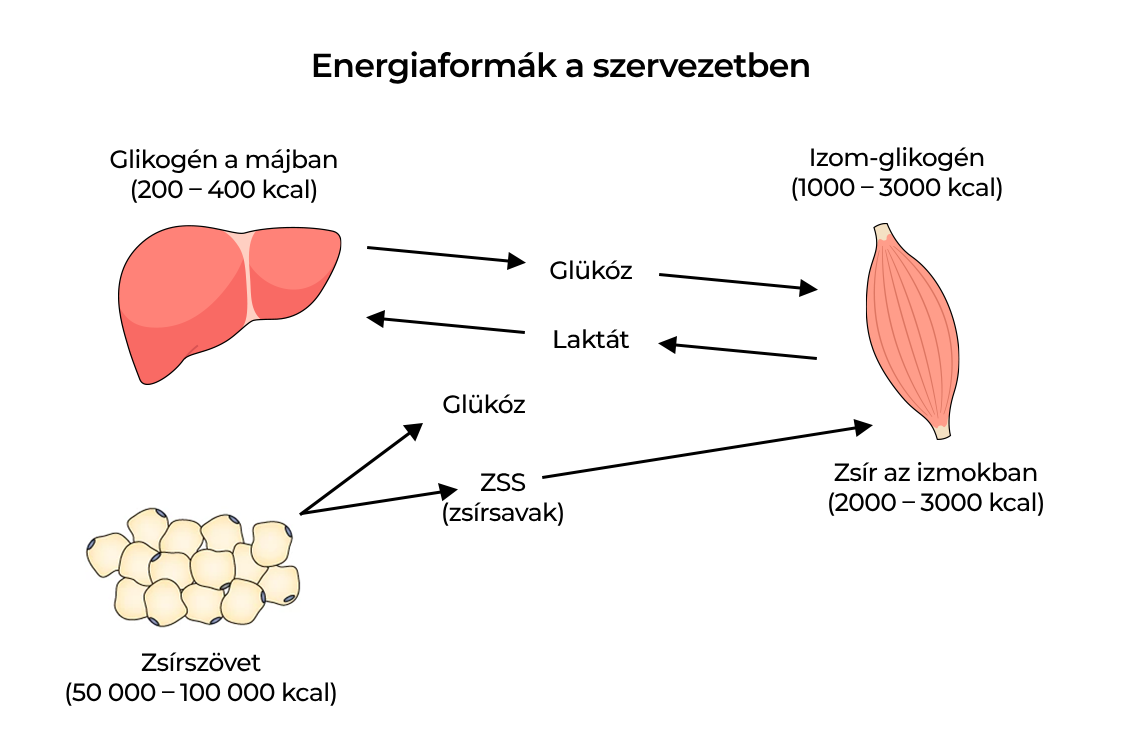 Az energia formái a májban
