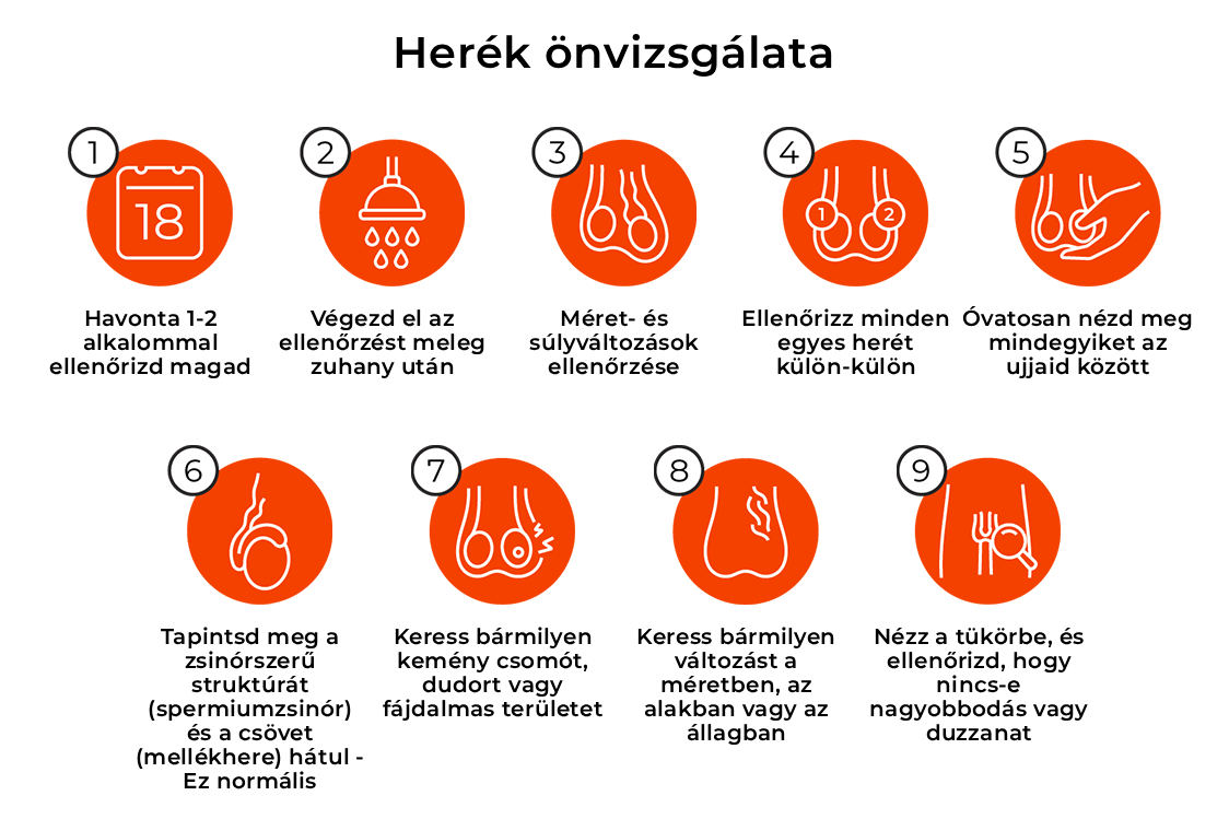 Here önvizsgálat menete