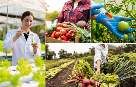 GMO-élelmiszerek: Megváltás vagy ártalmas?